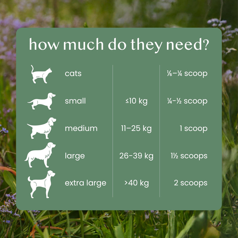 Pure & Natural Nettle Powder for Dogs and Cats – Soothes Itching, Licking and Sneezing – Pet Remedy For Year-Round Dog Allergy Relief and Sensitivities – 125g, over 170 servings, £0.08/serving