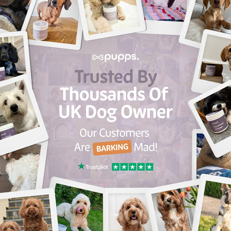 Pupps Itch Relief Dog Treats – 120 Natural Anti-Itch Chews for Dogs | Soothes Itchy Skin, Paws & Ears | With Colostrum, Turmeric & Salmon Oil | Allergy & Skin Support | Vet Approved, UK Made 120 x Chews