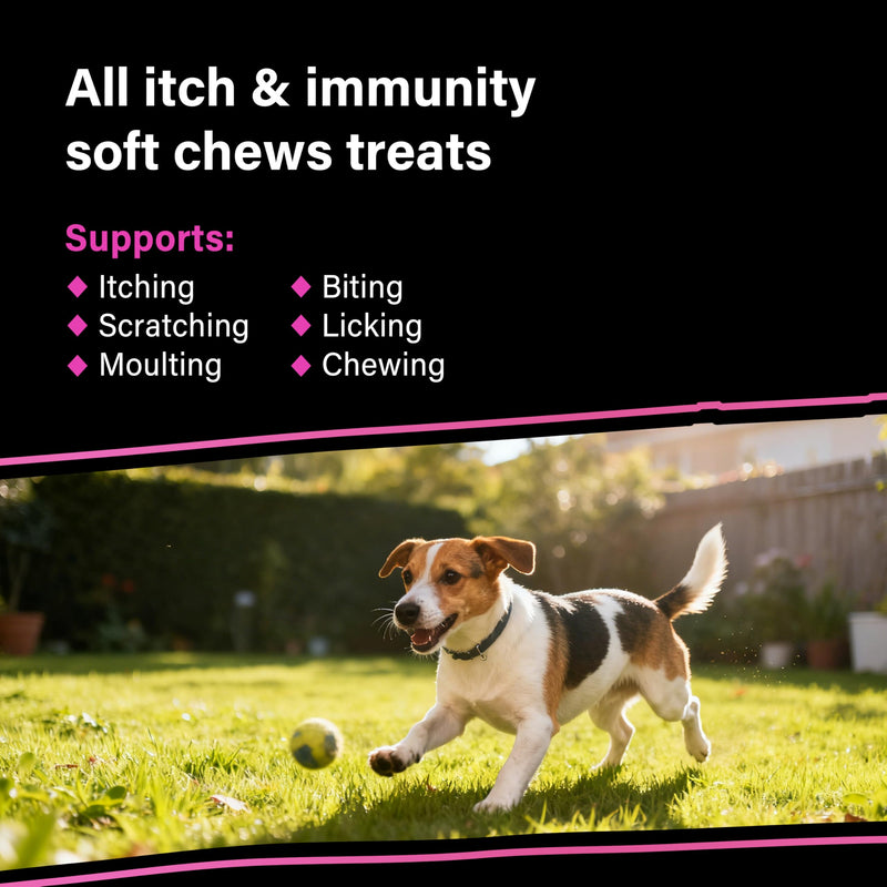 GOMUTTS All Itch and Immunity Treats for Dogs (90 Soft Chews), Anti Itch for Dogs, Help Soothe Itchy Paws, Eyes, Ears, Skin - Itching, Licking, Scratching, Daily Immune Support for All Breeds All Itch & Immunity