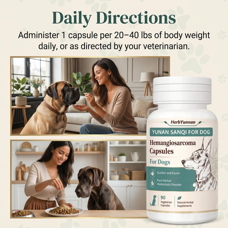 Yun nan Sanqi Capsules for Dogs - Pure Root Powder with Ajuga for Hemangiosarcoma, Hemoabdomen, Pericardial Effusion, Ulcer-Related Bleeding, Cancer Bleeding, Severe Bruising - 90 Capsules