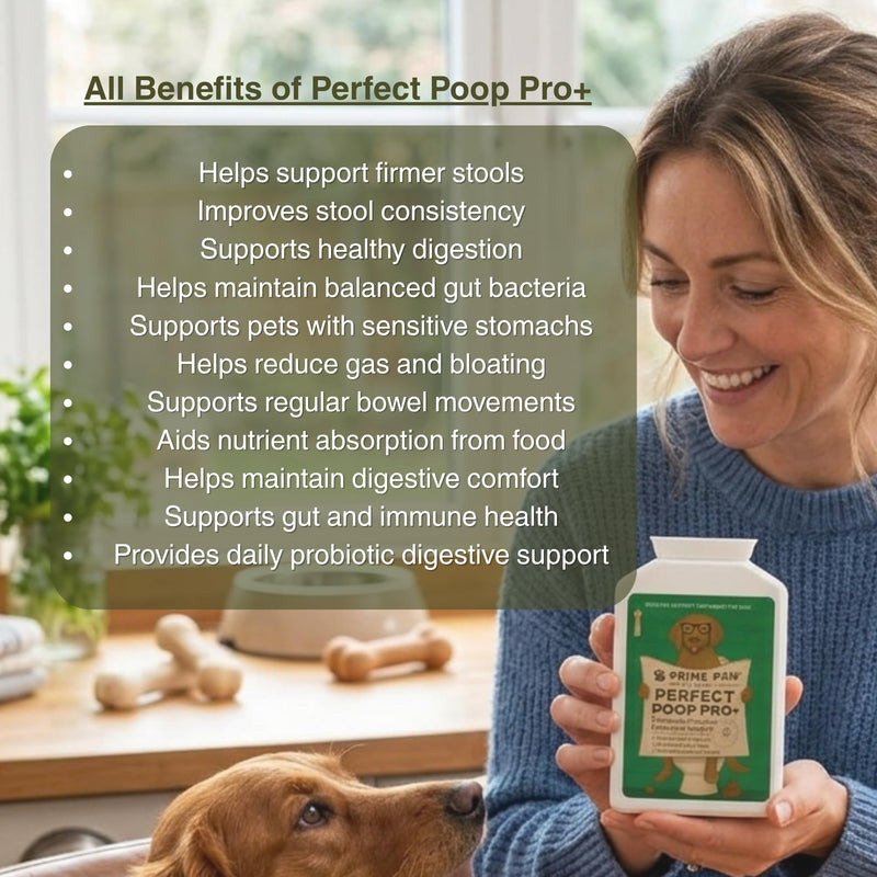 5-Strain Probiotics for Dogs | Digestive Enzymes & Prebiotics for Gut Health & Stool Quality | Sensitive Stomach & Digestive Support | Active Bacteria Complex