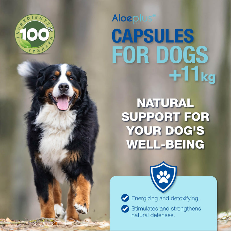 Capsules Dietary Supplement for Dogs Weighing 11+ kg. - Natural Supplement Based on Aloe arborescens - Stimulates The Immune System - for The Well-Being of Dogs Weighing 11 kg and up.
