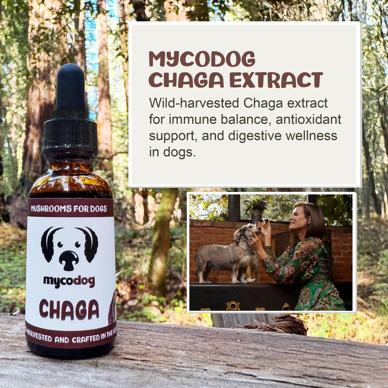 MycoDog Chaga Mushroom Supplement for Dogs - Immune Defense & Antioxidant Support - Natural Vitality & Wellness Drops