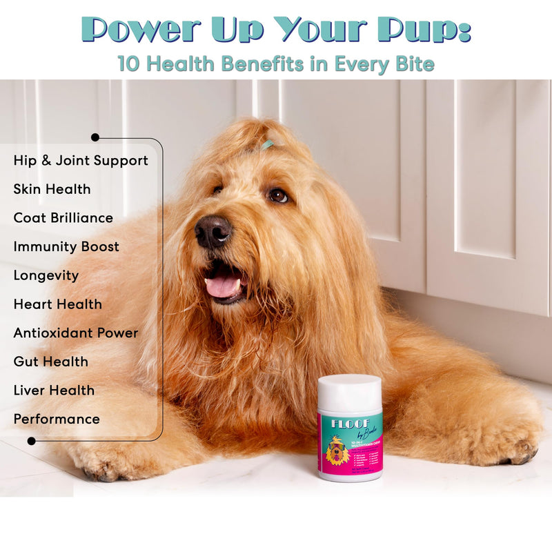 Floof by Brodie 10-in-1 Multivitamin Supplement: Dog and Puppy Vitamin with Joint Health Support MSM and Glucosamine HCL, Heart Health Coenzyme Q10, Probiotics, Collagen, Biotin - 60 Chews (6.35 oz)