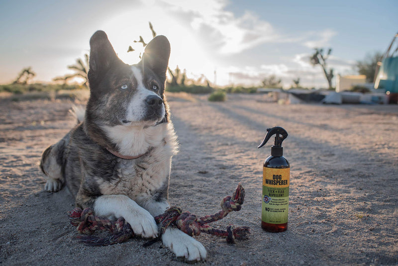 Dog Whisperer Tick + Flea Repellent, All-Natural, Extra Strength, Effective on Dogs and Their People (16 Ounce Spray) 16 oz - BeesActive Australia