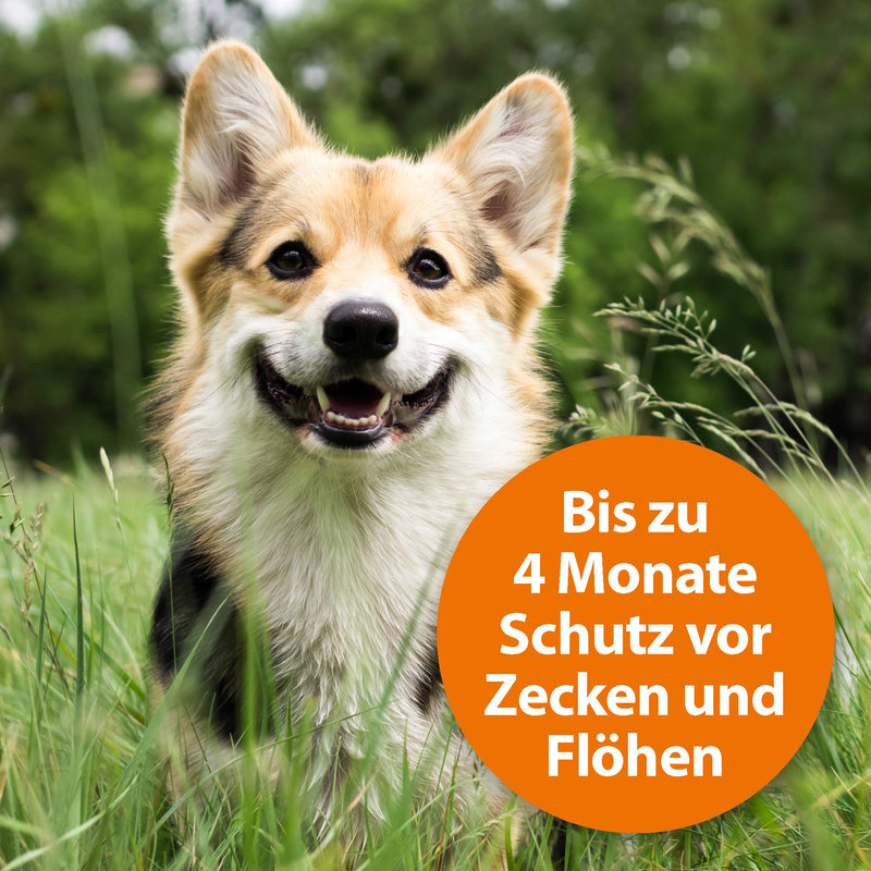 ARDAP tick and flea protection collar for dogs up to 25kg - up to 4 months of sustainable long-term protection - natural active ingredient against ticks and fleas (PT19) dogs from 10kg to 25kg, length 60 cm - BeesActive Australia