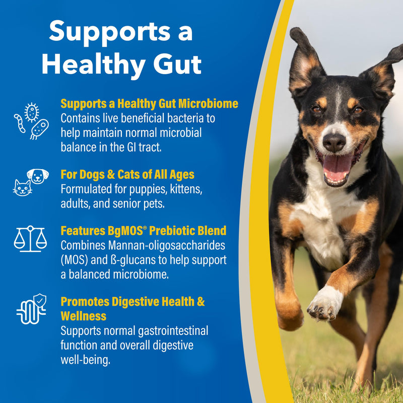 Doc Roy’s GI Synbiotics Probiotic & Prebiotic Supplemental Gel for Dogs & Cats, Digestive & Immune Health Supplement with Live Cultures, BgMOS & Beta Glucans, Chicken Flavor, 30ml Oral Gel 30 ml - Gel