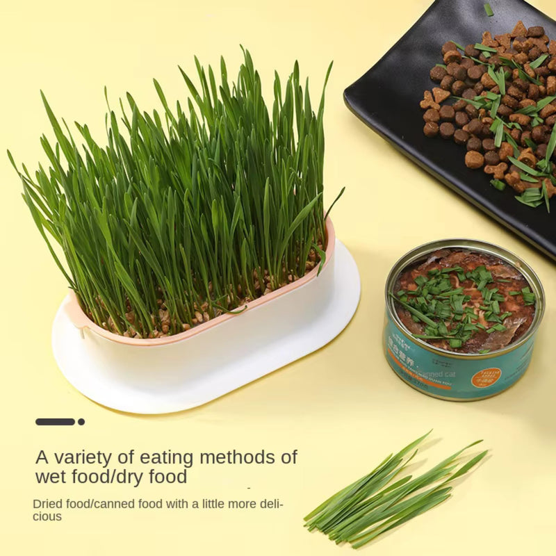 TheGuard Cat Grass Seeds 5-Packs of Grass Seeds Indoor Pet Hairball & Digestive Control, Oral Health, Stress Relief & Play Natural Green