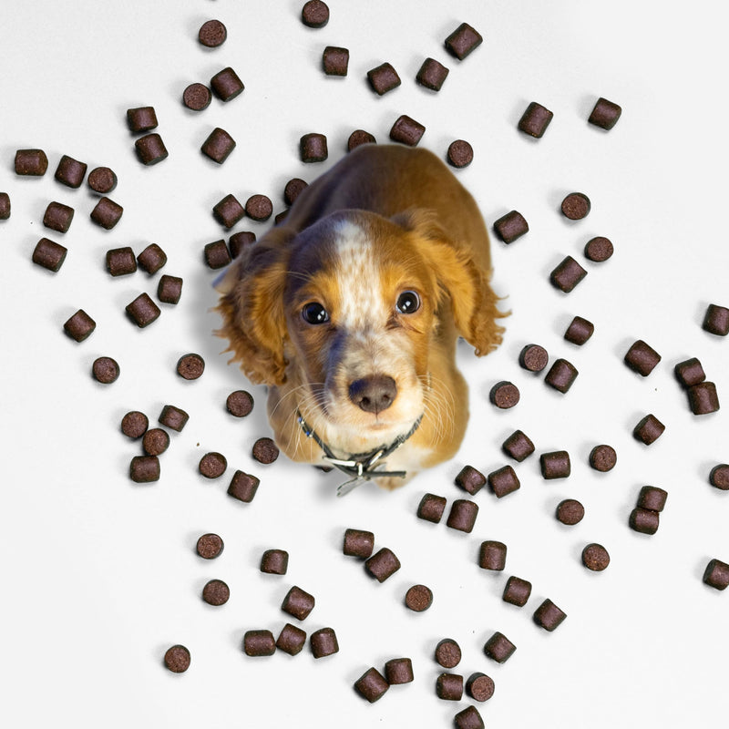 NutriPaw Flea and Tick Chews for Dogs - Natural Flea and Tick Supplement, Oral Flea Chews, No Harsh Pesticides, Natural Way to Enjoy The Spring & Summer - Bacon Flavour - For All Breeds