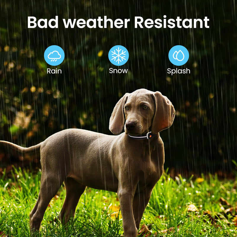 Dog Collar Luminous Rechargeable, Luminous Dog Collar 7 RGB Color Changing with 8 Light Modes, Adjustable LED Waterproof for Small Medium Large Dogs Collar, Black M - BeesActive Australia