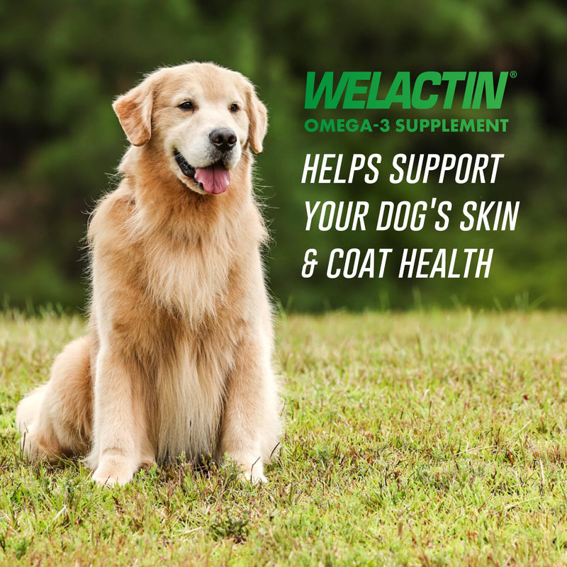 Nutramax Welactin Omega 3 Fish Oil for Dogs, Skin and Coat Health Supplement, Plus Joint, Immune, Kidney, and Brain Support, Premium Omega 3 Fatty Acids, For Dogs, 16 Ounce Liquid 16 oz (480 mL)