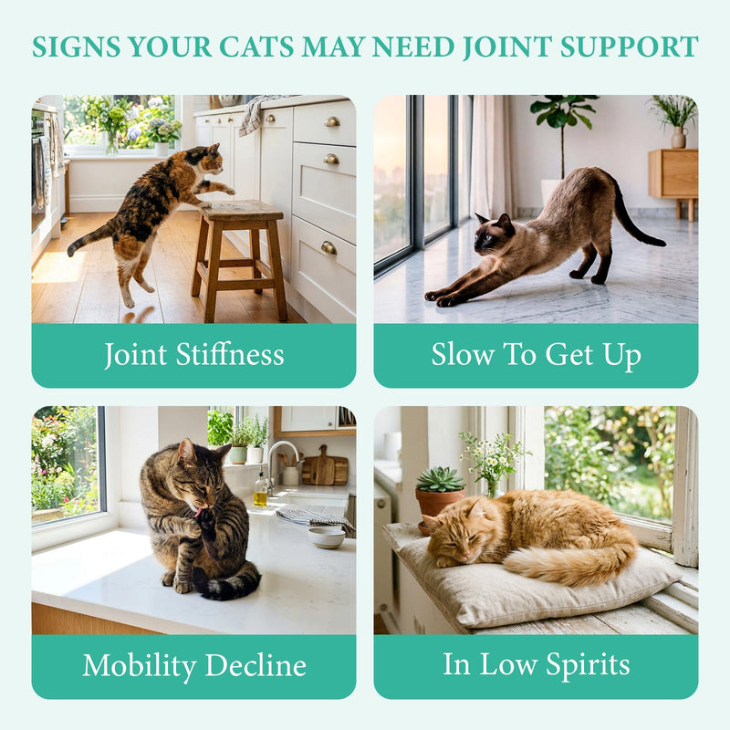 Glucosamine for Cats, Pet vitamins and supplements with Chondroitin, MSM & Green-Lipped Mussel, Support Cartilage Health, Hip & Joint, Mobility & Flexibility for kittens, adult and senior cat