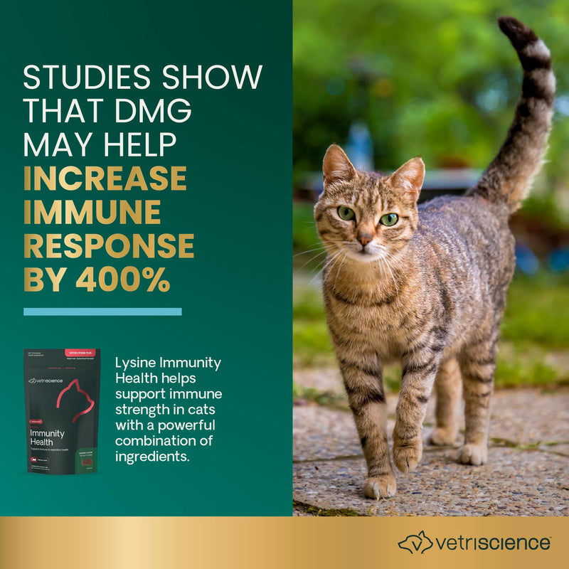 VetriScience Lysine Immunity Health Chews, 250 mg Lysine Plus Immune Supplement for Cats and Kittens with Allergies, Sneezing, Runny Nose and Watery Eyes, Chicken, 3 Pack