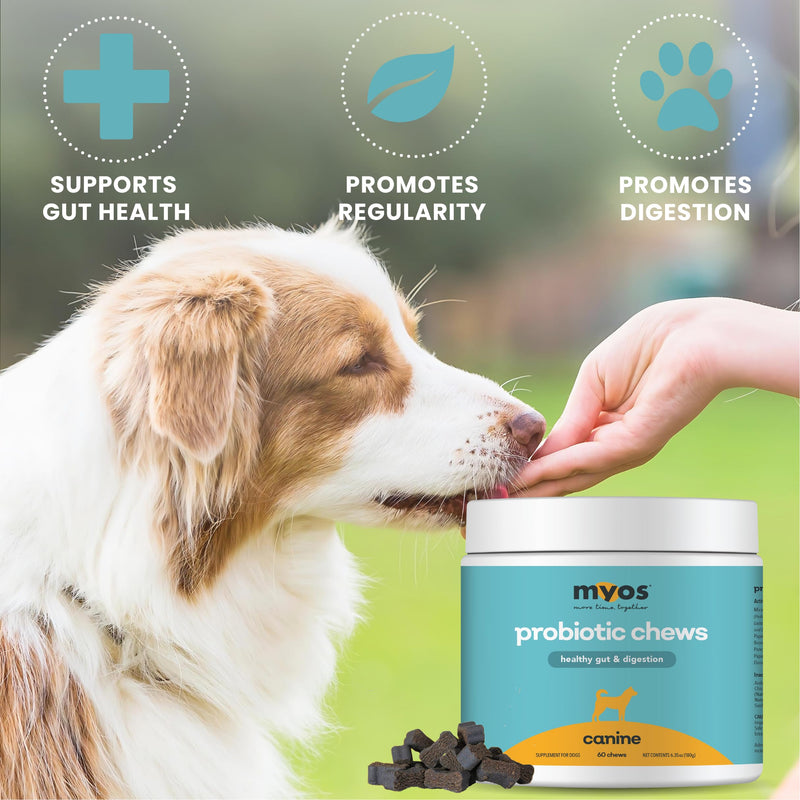 MYOS Probiotic Chew for Dogs - Daily Digestive Support, Promotes Complete Gut Health, Aids Digestion, Enhances Nutrient Absorption, Supports Healthy Stool - All-in-One Chewable Supplement - PawsPlanet Australia