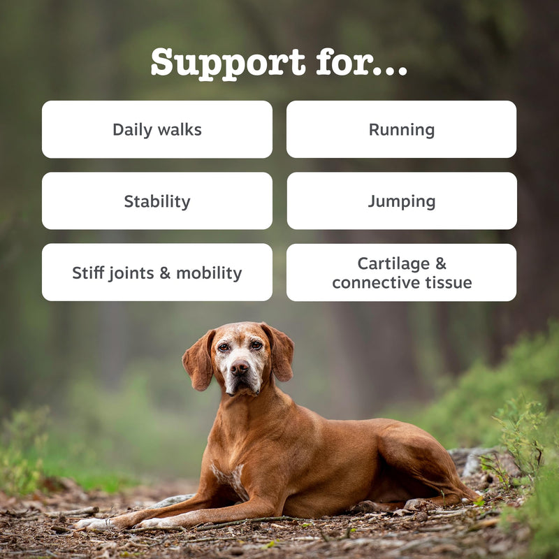 Zesty Paws Hip & Joint Chews for Dogs | Supports Joint Flexibility, Mobility, Healthy Cartilage & Helps Soothe Stiff Joints | With Glucosamine, Chondroitin, Green-Lipped Mussel | Daily Use | 90 Chews Adult