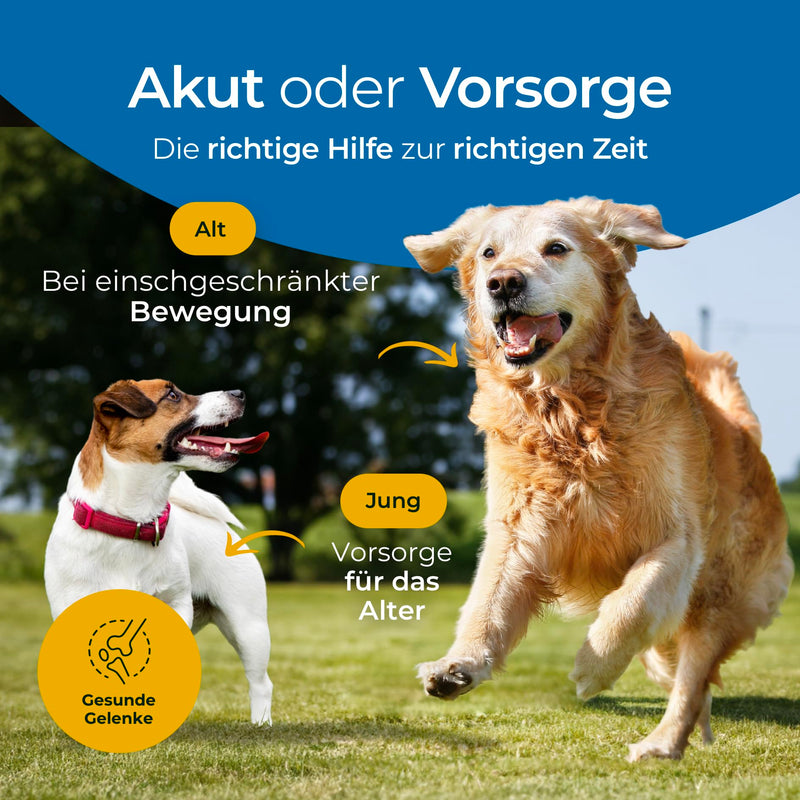 Hundpur Joints 300g - Supplementary food to support joint metabolism in osteoarthritis - With green-lipped mussel, glucosamine & MSM - BeesActive Australia