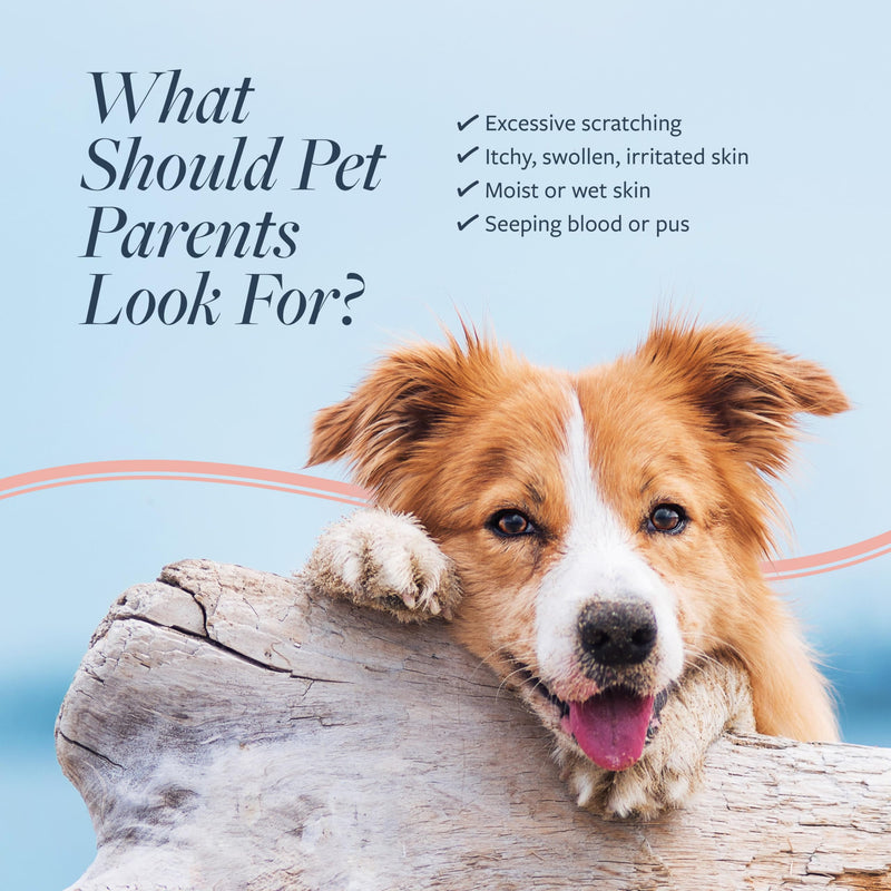 Veterinary Formula Clinical Care Hot Spot & Itch Relief Cat & Dog Medicated Conditioner, 16 oz – Oatmeal Conditions Skin for a Lustrous Coat, Formulated to Help Alleviate Itchy Skin 16 Fl Oz - BeesActive Australia
