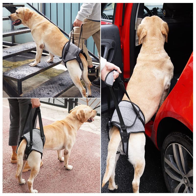 Dotoner Dog Lifting Harness, Dog Support Harness for Hind Legs, Soft Dog Support Loop for Injured Disabled Small, Medium and Large Dogs, Dog Strap for Hind Legs (Gray, L) L (Pack of 1) Grey - BeesActive Australia