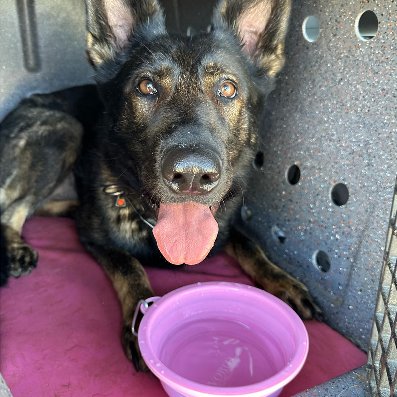 SparkDog Collar Collapsible Silicone Travel Pet Bowl -Premium Quality, Food Grade Silicone, Reinforced Rim, Large for Travel, Hiking, Adventure, Dog or Cat (Aqua-Favorite Child, 34oz/1L) Aqua-"Favorite Child" - BeesActive Australia