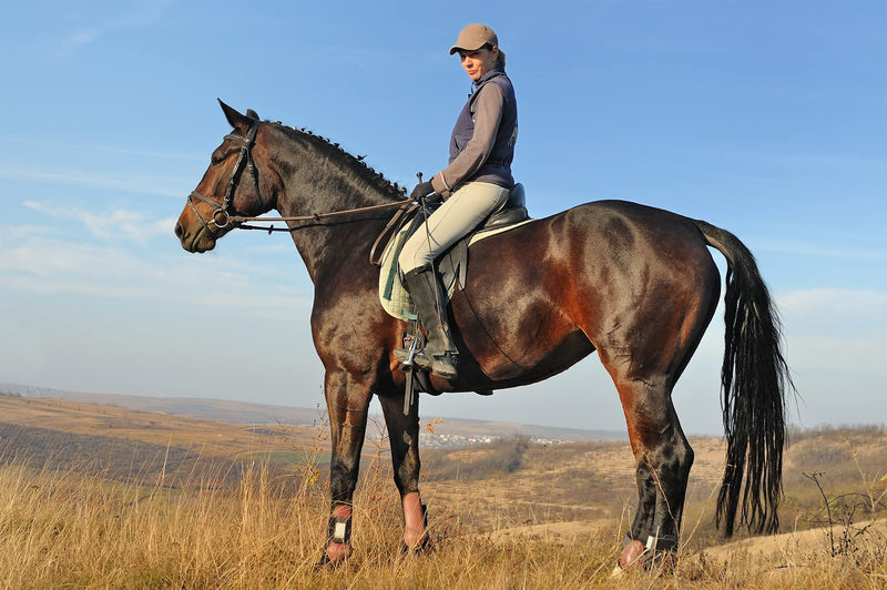 "BE COOL" COOKIES for a "Chilled Out" CALM COOL Horse - With Ashwagandha and B Vitamins