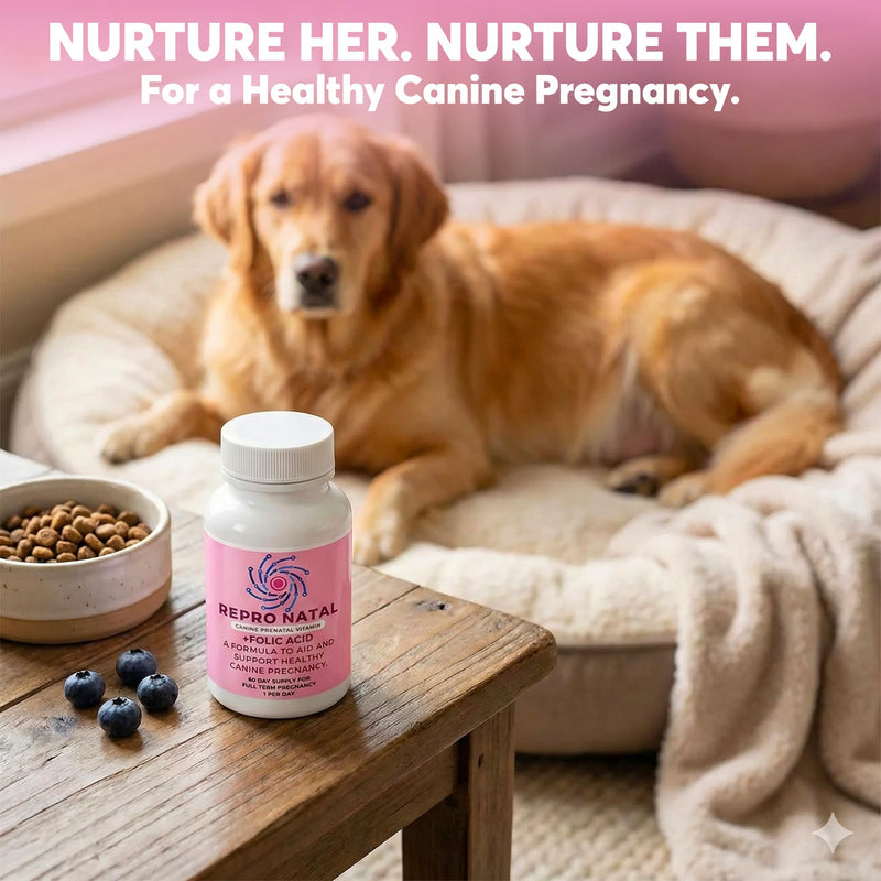 Prenatal Multi-Vitamin Capsules - 60-Day Supply to Aid Full-Term Pregnancies and Promote Optimal Health for Expecting Dogs - ReproNatal™ Dog Supplement Prenatal (Female Dog)