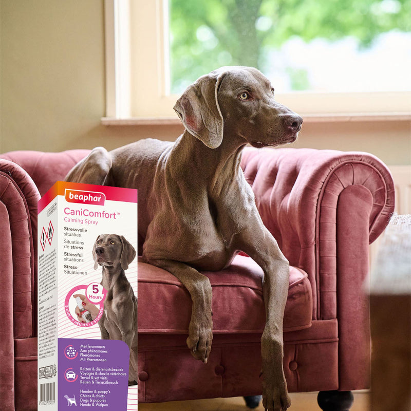 BEAPHAR - CaniComfort® feel-good spray - for dogs and puppies - pheromone technology - calms in stressful situations, when traveling and during vet visits - works for 5 hours - 60 ml spray 60 ml - BeesActive Australia