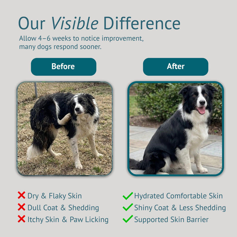 Dog Skin and Coat Supplement Chews - Omega-3 Fish Oil, EPA & DHA, Biotin, Vitamin A & D3 - Coat Shine, Skin Hydration, Shedding & Itch Relief - Made in USA - 60 Count Skin & Coat