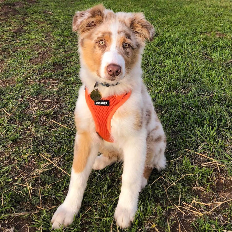 Voyager Step-In Air Dog Harness by Best Pet Supplies - All Weather Mesh Step in Vest Harness for Small and Medium Dogs, Orange, size XS - Chest 33-37 cm Orange (matching hem) XS (Chest: 13 - 14.5") - BeesActive Australia