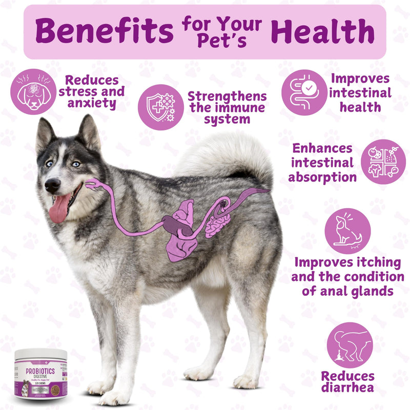 Dog Probiotics for gut health. Dog Probiotic Supplements. Pre and Probiotics for Dogs. Support digestive health, rebalance gut microbiome, aid digestion & boost the immune system. 120 Chews