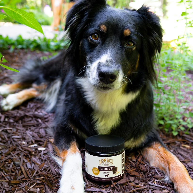 Hemp Well Thrive Chews for Dogs – Supports Hip, Joint, and Heart Health, Promotes Immune Support, Strengthens Skin and Coat, Organically Sourced – 60 Count - PawsPlanet Australia
