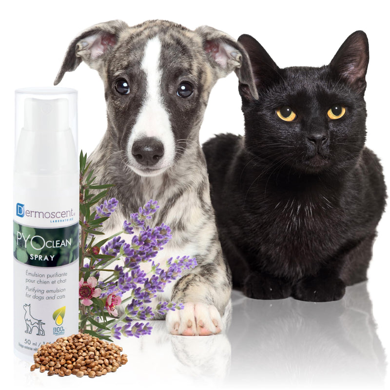 Dermoscent PYOclean Spray for Dogs and Cats - 50 ml - BeesActive Australia