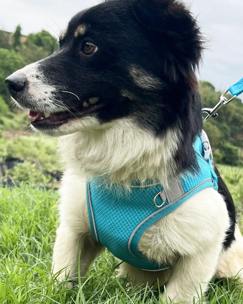 Dog Harness for Small Medium Sized Dog, Puppy Harness and Leash Set Training, Dog Harness and Leash Set, Dog Vest Harness, Dog Harness Small Sized Dog, Small Dog Harness. (Blue, XXS) XX-Small Blue - BeesActive Australia