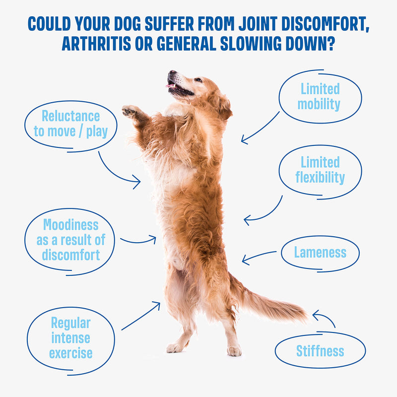 ivvi HIP & JOINT Supplements for Dogs with High Levels of Glucosamine for Dogs, Chondroitin, MSM & Green Lipped Mussel for Dogs – Arthritis Dog Supplement - 60 Tasty Soft Chews with Chicken
