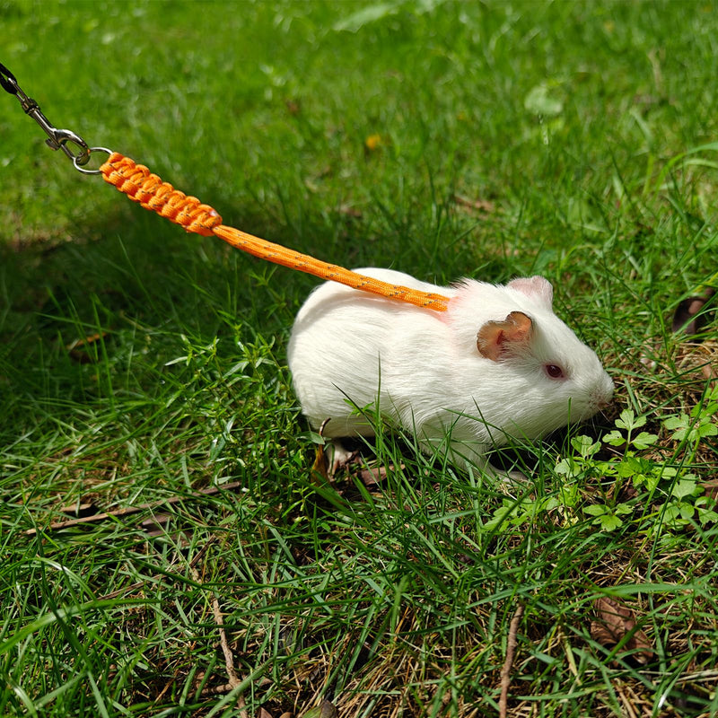 Handmade Figure 8 Harness and Leash for Ferrets/Bearded Dragons/Guinea Pigs/Rats/Chinchillas/Reptiles/Birds/Squirrels/Small Animals Pets up to 15lb Blue+Pink - BeesActive Australia