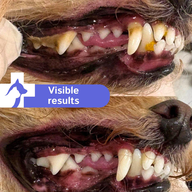 Oral Spray for Dogs and Cats Against Bad Breath with Digestive Enzymes Mild Mint Aloe Vera Zinc Water Additive Eliminates Bad Odor without the need for a Dog or Cat Toothbrush