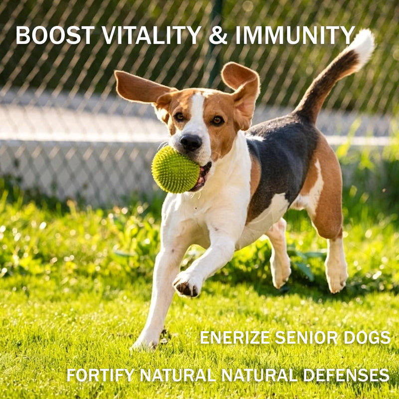 Turkey Tail Mushroom Powder for Dogs – Probiotics Supplement for Gut & Skin Health – Supports Immune System & Reduces Bumps – 100 Servings Dog Vitamins 1