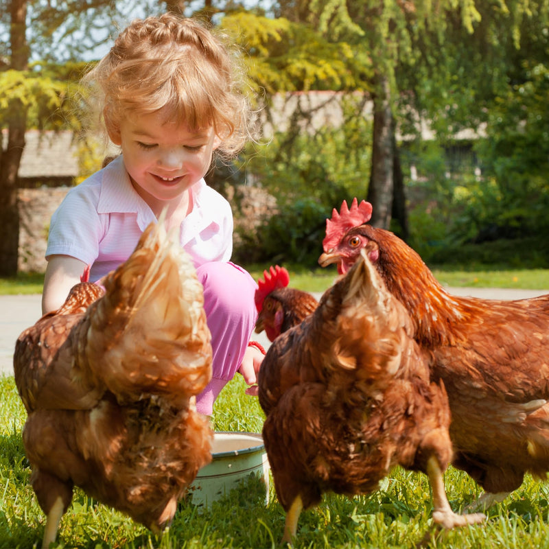Ida Plus - MitePowder - Naturally against red bird mites - More effective than diatomaceous earth or silica - Ecologically approved - for chickens, quails & other poultry - WITHOUT CHEMICALS - 250g - BeesActive Australia