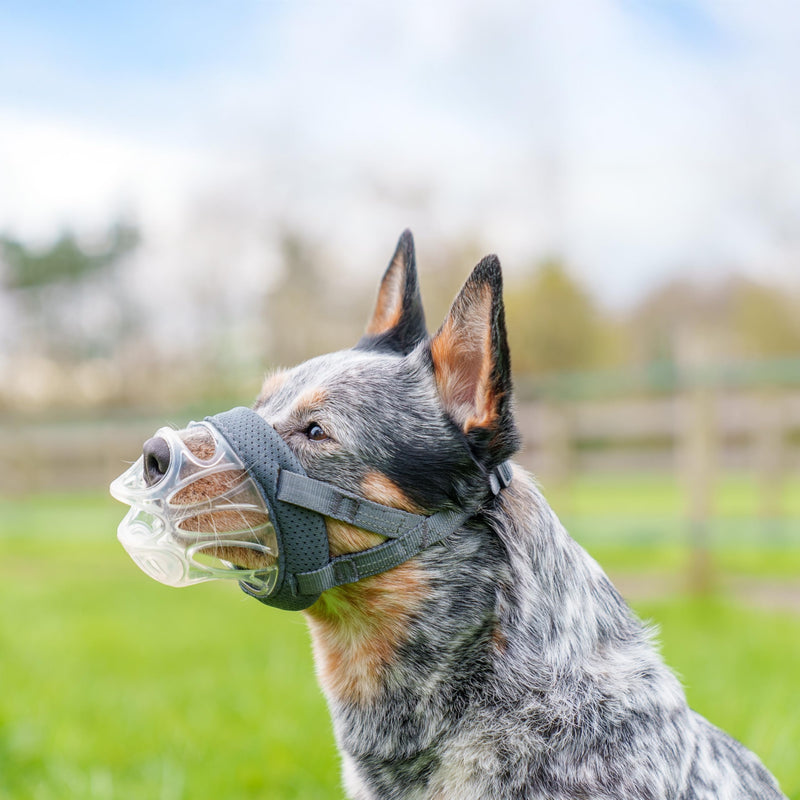 Baskerville INVISA Muzzle - Patented Dog Friendly Design, Dogs Can Pant/Drink, Adjustable Padded Muzzle for Medium Dogs, Prevents Biting and Groping (Size 3) Clear - BeesActive Australia