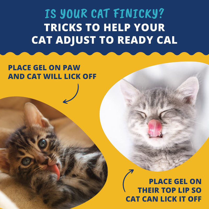 Under the Weather Pet | Ready Cal for Kitten | High Calorie Pet Nutritional Supplement for Weight Gain & Healthy Weight Maintenance | 10 Vitamins, 7 Minerals, Omega Fatty Acids & Carbohydrates | 80cc