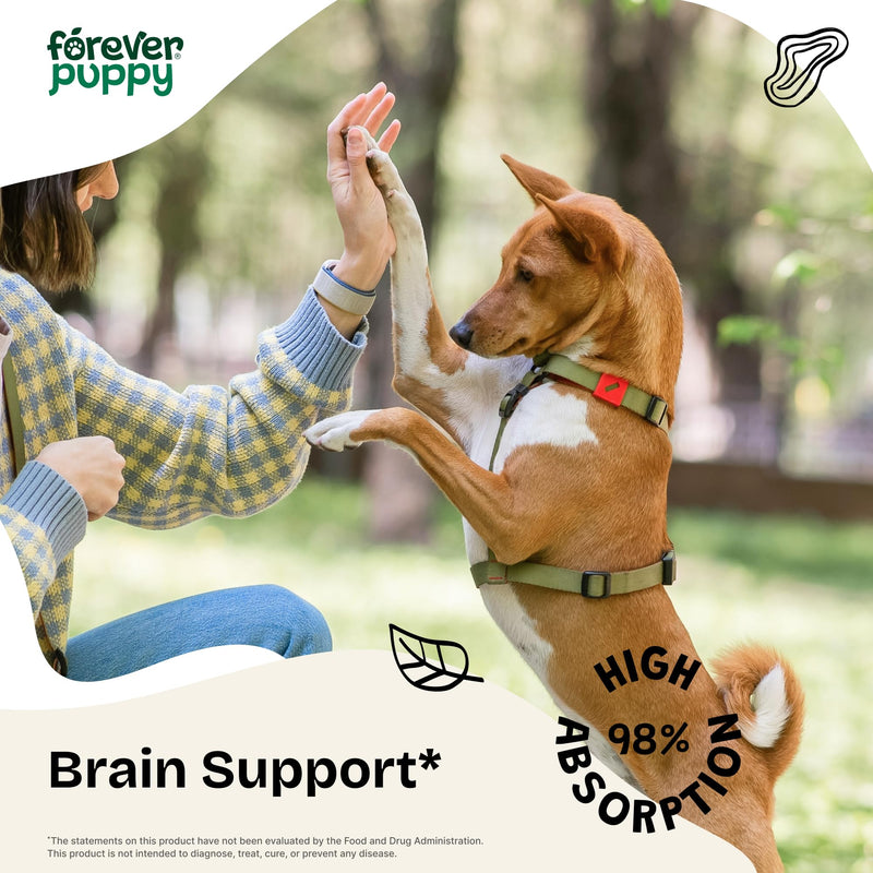Lion's Mane Mushroom Supplement for Dogs - Brain Health & Focus - Liquid Lions Mane Mushrooms for Dogs - Canine Supplements and Vitamins - Sugar & Alcohol-Free Drops - 4 fl oz - PawsPlanet Australia