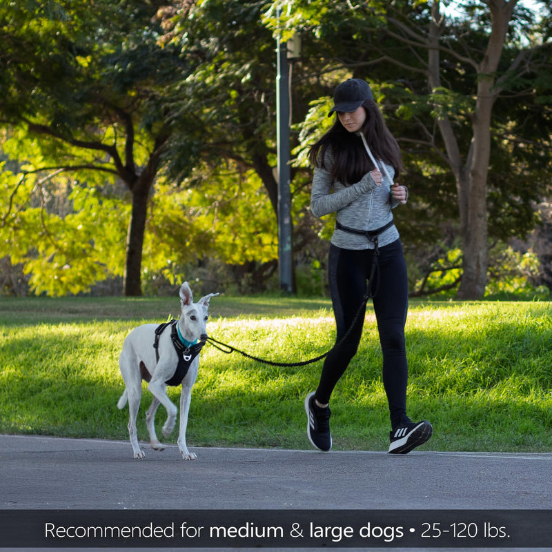 Waist Leash for Dog Walking, Waist Dog Leash for Running, Hands Free with Metal Quick-Release Buckle, Rope Bungee, Neoprene Lumbar Support Black / Iron Grey - BeesActive Australia