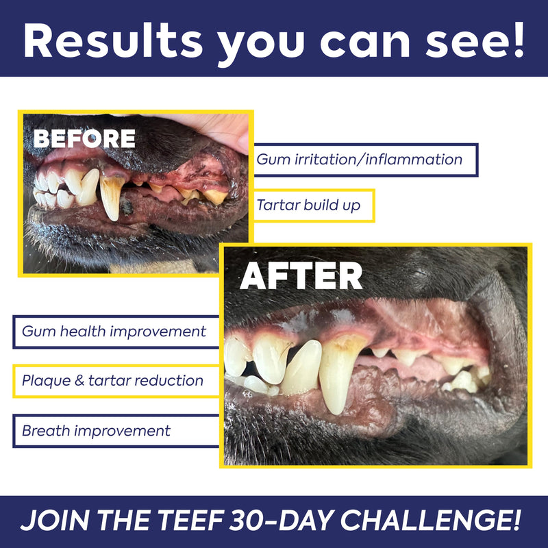 TEEF FOR LIFE Refill Packet Protektin30 Prebiotic Dental Powder for Cats, Plant-derived, clinically-Proven Formula Naturally Fights Bad Breath, Plaque, and Tartar, 1 Packet with 30 Servings Refill Packet (30 Servings)