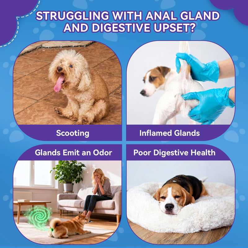 Anal Gland Chews for Dogs - No Scoot for Dogs with Pumpkin, Inulin & Probiotics for Dogs Digestive, Supports Anal Gland Healthy & Bowel Function Fiber Supplement for Dog Chicken Flavor 200 Soft Chews