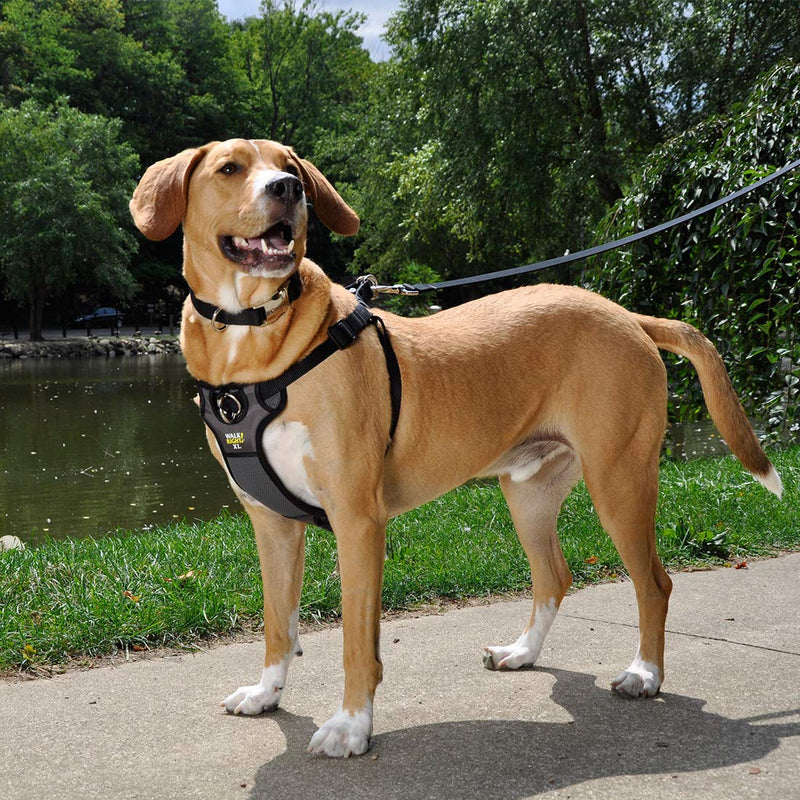 Coastal Pet Walk Right Front-Connect No-Pull Padded Dog Harness - Adjustable Dog Harness - Small & Large Dog Harness - Comfortable Harness for Dogs - Quality Dog Supplies - Black, LRG (26"-38") Large - 24"-38" girth - BeesActive Australia