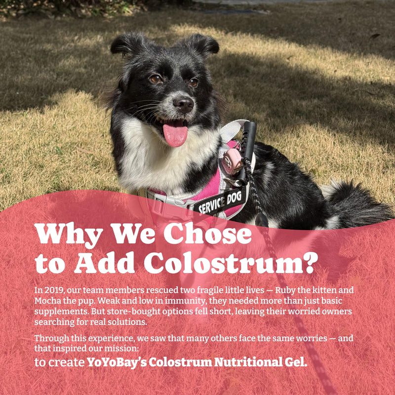 2 Pack Colostrum Nutritional Gel for Dog & Cat - High Calorie Supplement for Senior Dogs Cats, Stimulate Appetite for Cats, Immune Support, Dog Cat Weight Gainer, Elderly Pets Supplement Pack of 2
