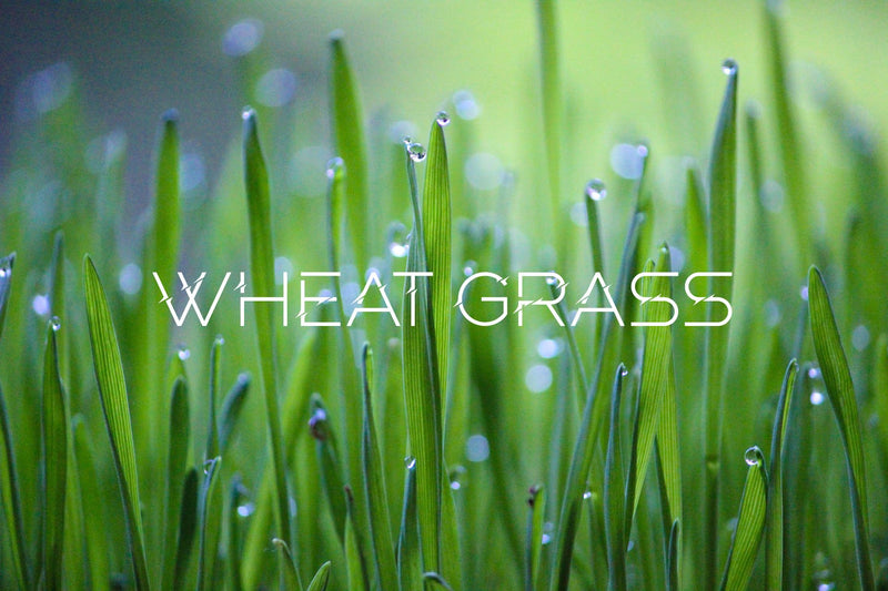 Organic Cat Grass for Indoor Cats & Pets-Wheat Grass & Cat Grass Seeds for Digestion and Hairballs - Non-GMO -16 oz - BeesActive Australia