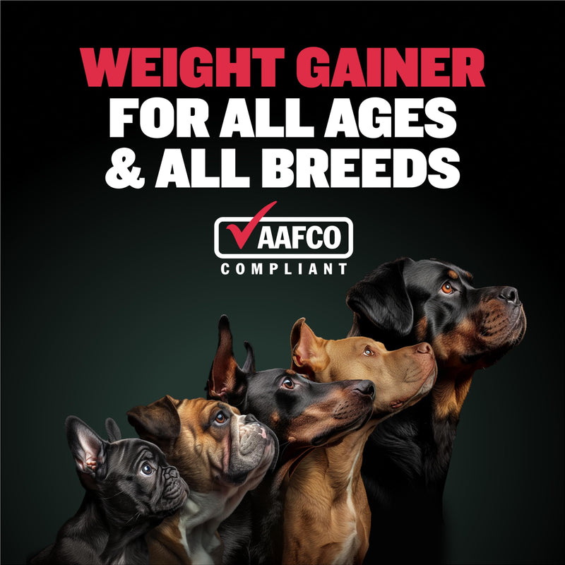 Bully Max Weight Gainer Liquid for Puppies & Adult Dogs | 2-in-1 High Calorie Multivitamin Dog Supplements & Vitamins for Weight Gain with Omega 3 & Whey Protein for All Breeds & Ages - 16 oz Bag - PawsPlanet Australia