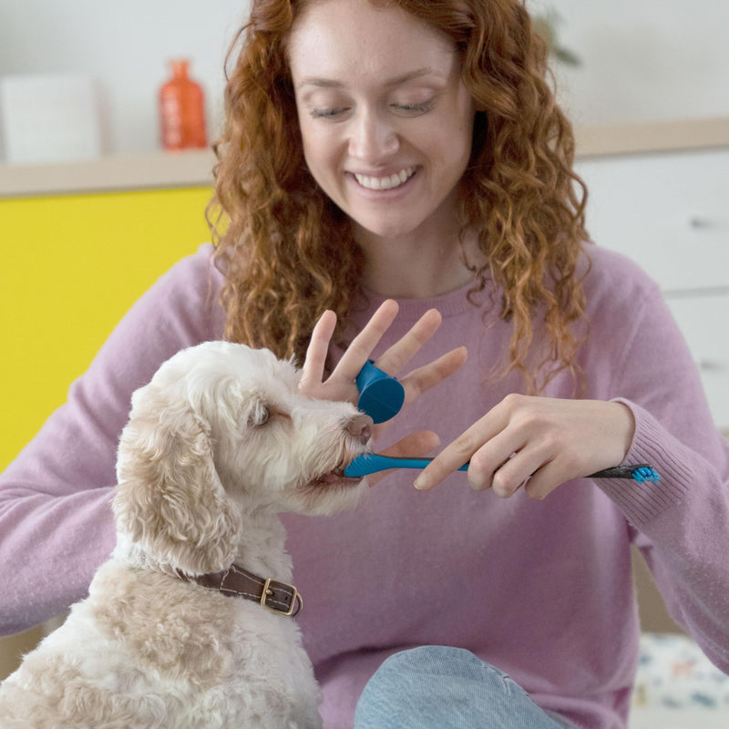 Doggy Breath to Doggy Fresh Dog Dental Care Kit Includes Enzymatic Toothpaste, Dual Brush Head Toothbrush with Angled Bristles and Blue Bite Block to Gently Keep Pets Jaw Open (Blue, Medium) - PawsPlanet Australia