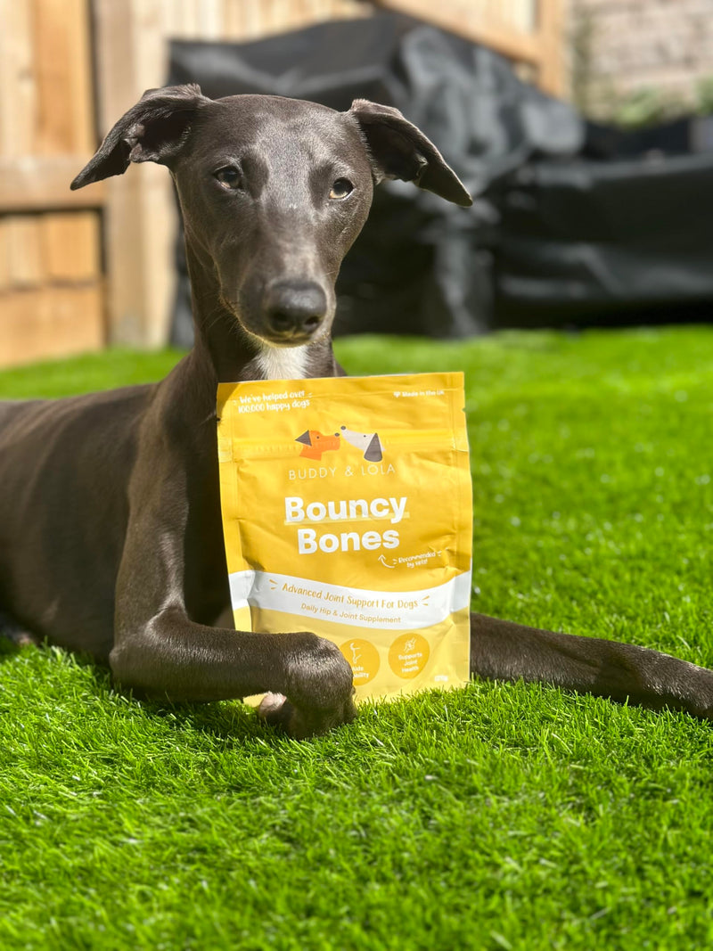 Buddy & Lola Joints and Tummy Bundle for Dogs - High CFU Count, Plant-Based Dog Probiotics for Gut Health - Dog Probiotic Powder with Prebiotics for Skin Health & Joint Support Supplement Value Joints and Tummy Bundle