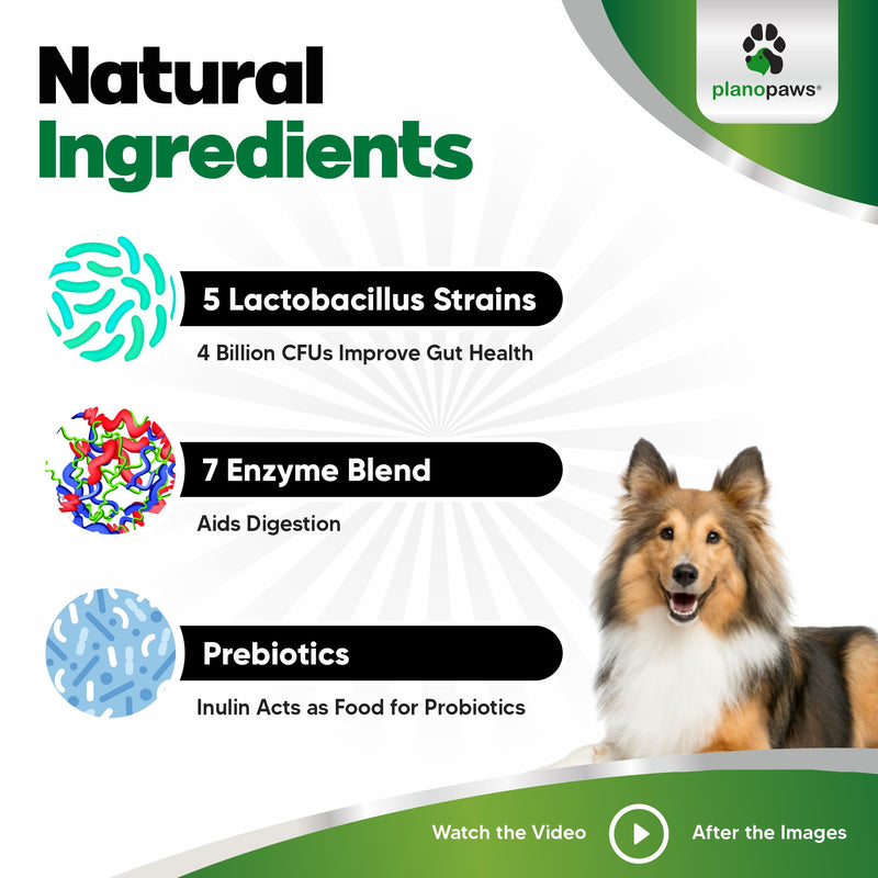 Probiotics for Dogs – Digestive Health Chews with Prebiotics & Enzymes | Dog Probiotic Supplement for Gut, Diarrhea Relief, Gas & Allergy Support – Chicken Flavor Soft Chews 90 Count